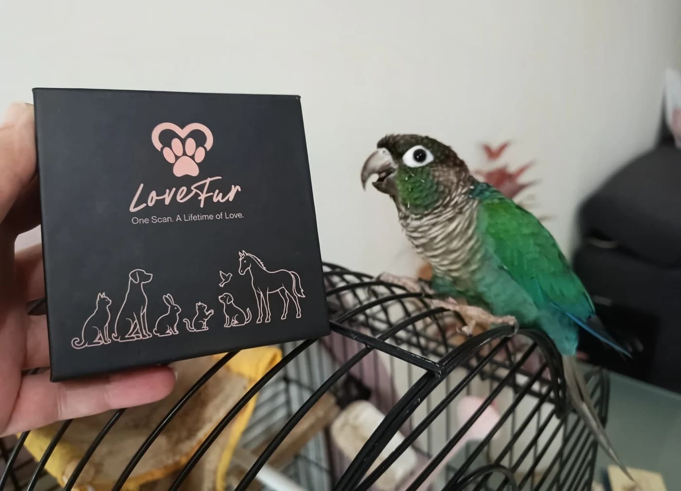Parrot beside a LoveFur presentation box
